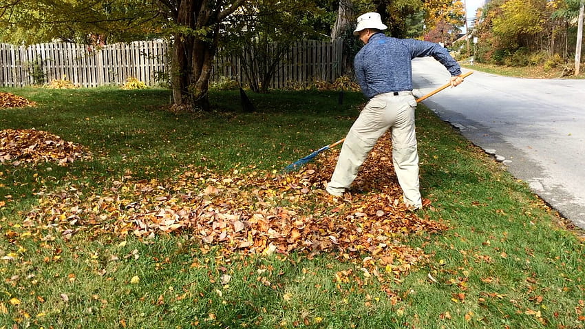 Learn how to Rake Leaves Without Back Pain HD wallpaper