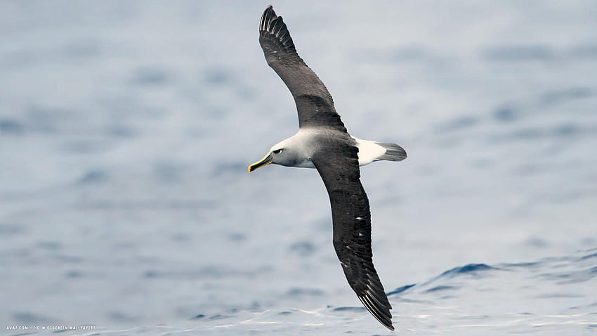 albatross buller bird flying dark wings HD wallpaper