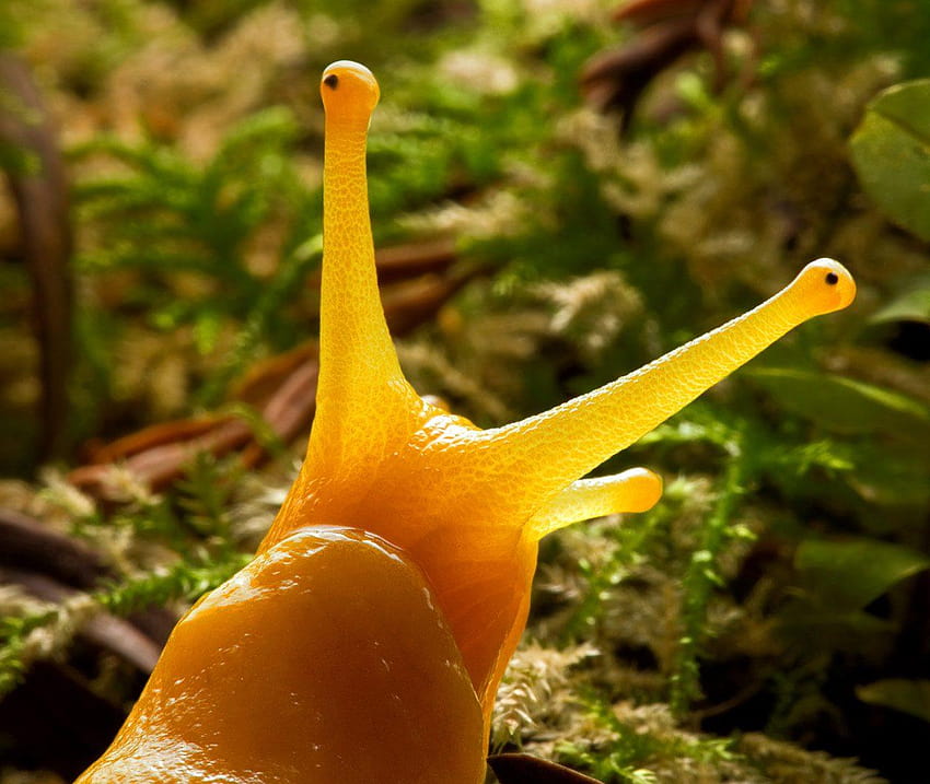 Banana Slug – Bing, slugs HD wallpaper