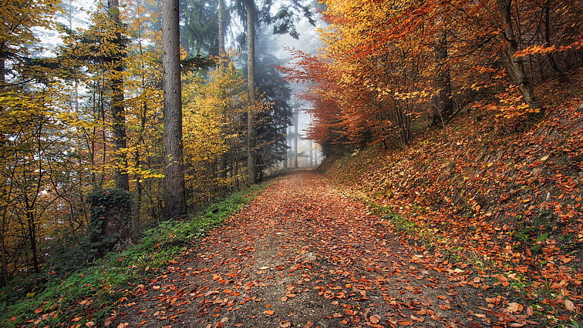 : How nature looks Autumn in Kirchzarten, autumn in germany HD wallpaper
