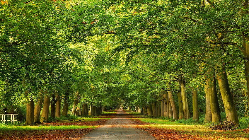 秋の散歩道 木 自然 秋 森 森 素晴らしさ 葉 路地 緑、 高画質の壁紙