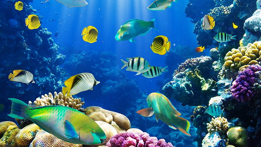 FISCH fischt unter Wasser Meereslebewesen Ozean Meerwasser, Meereslebewesen HD-Hintergrundbild