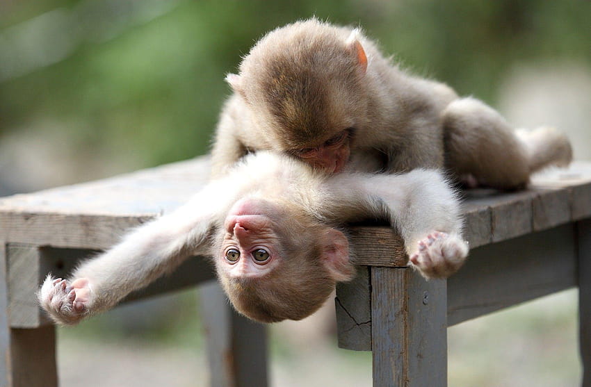  Mono, lindos monos fondo de pantalla