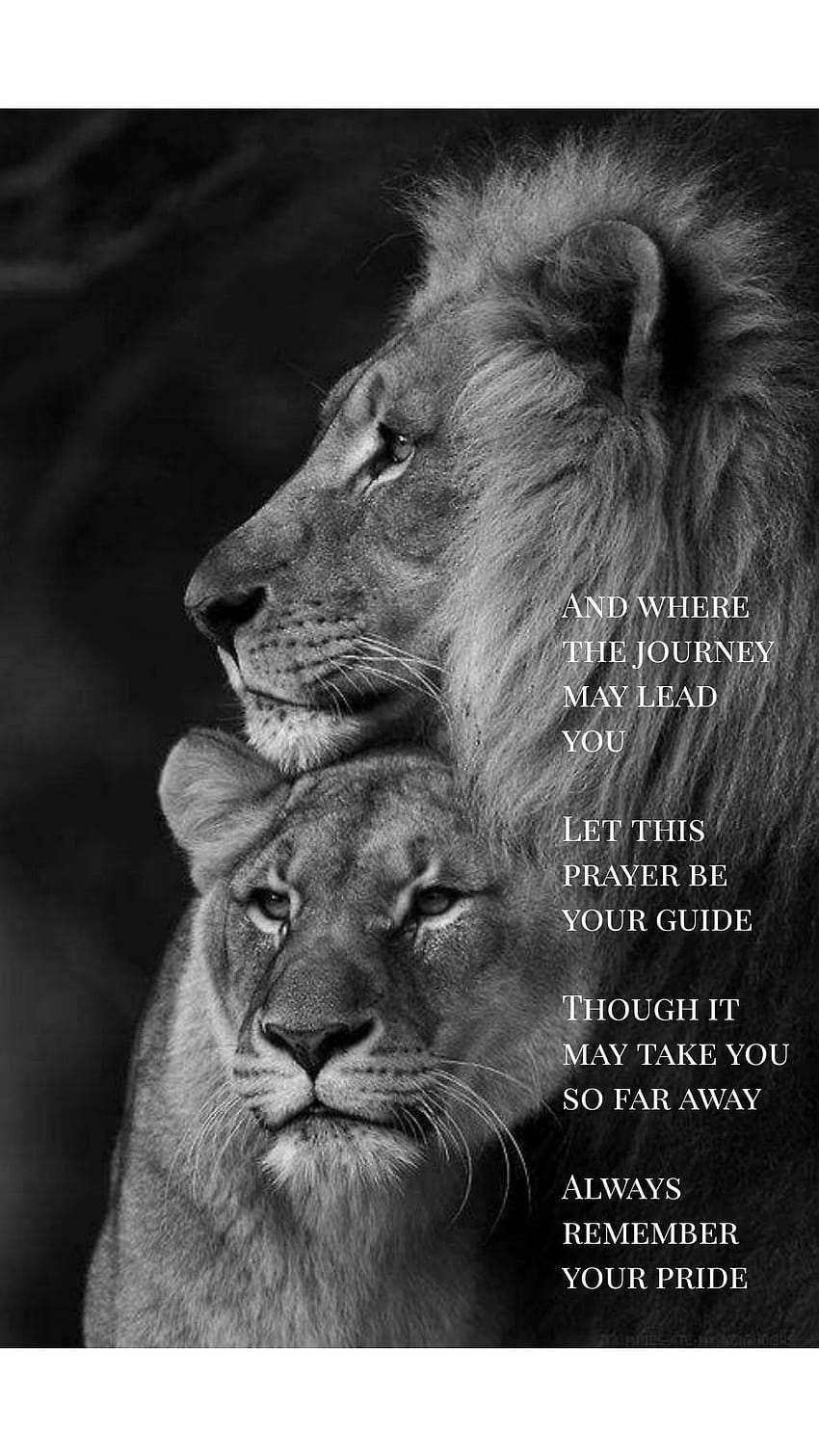 Lion King With Quotes, lion quotes HD phone wallpaper | Pxfuel