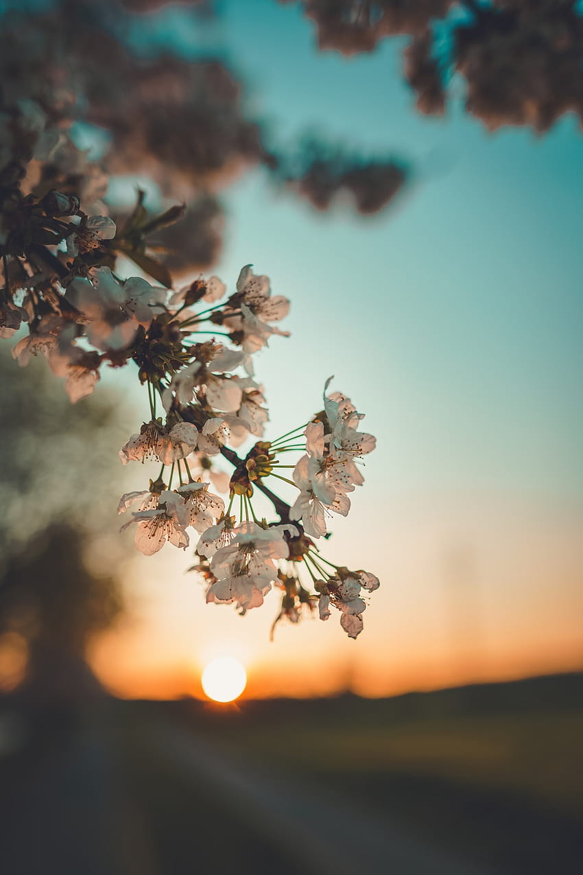 flores brancas durante a hora de ouro –, pôr do sol de flores de primavera Papel de parede de celular HD