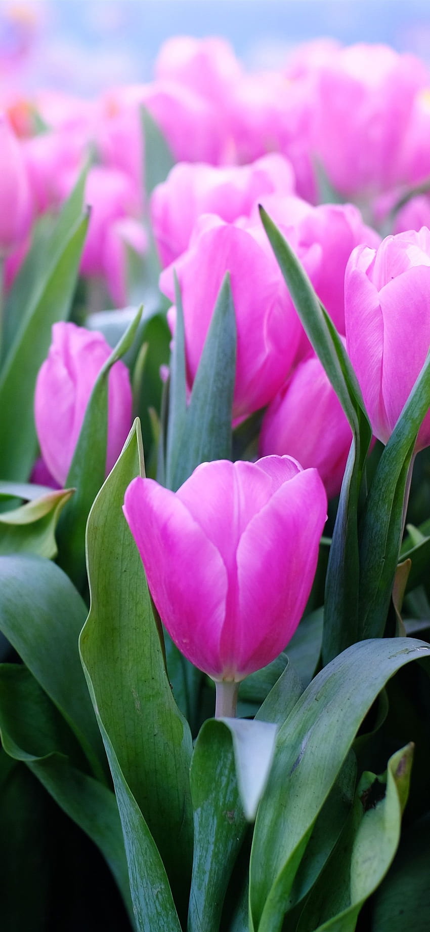 Pink tulips, leaves, stem 1242x2688 iPhone 11 Pro/XS Max, tulip iphone ...