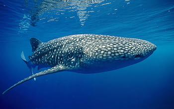 Galapagos Whale Shark Project Update - Galapagos Conservation Trust