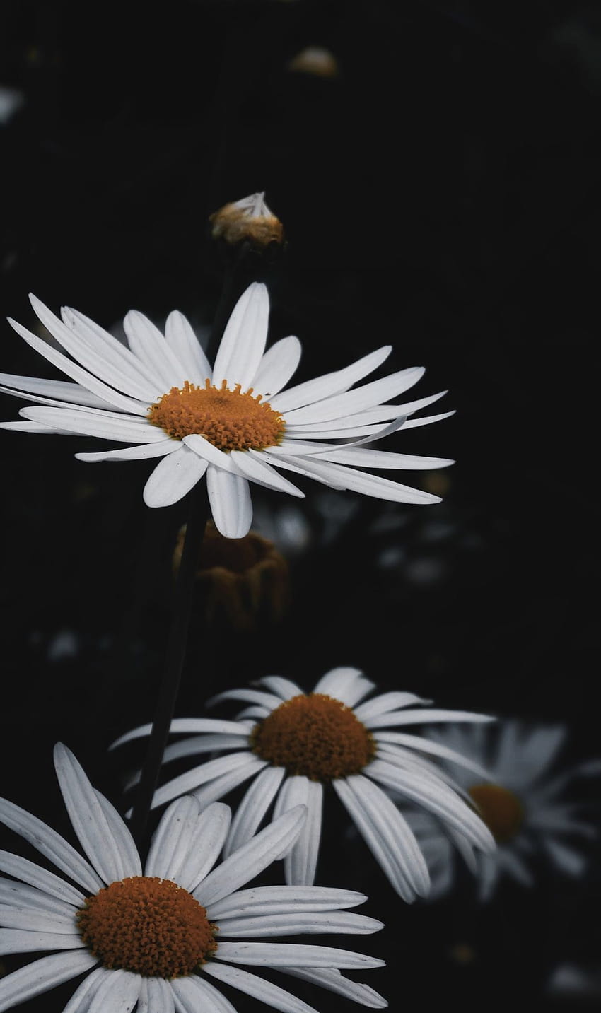Daisies , daisy , flower backgrounds lock screen home screen pretty, magical daisies HD phone wallpaper
