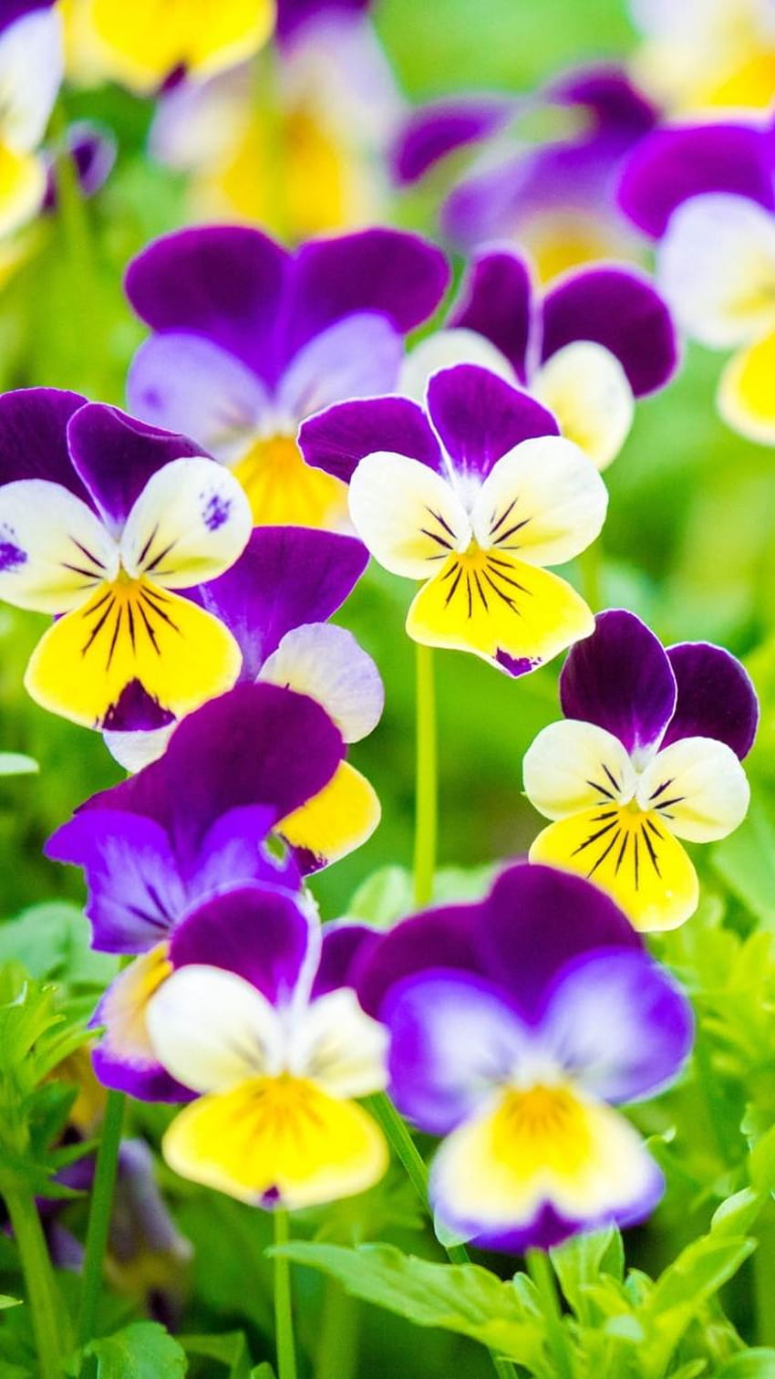 Earth/Pansy, pansy flowers HD phone wallpaper
