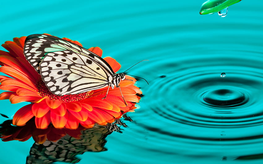 Search Results: 'Butterfly', types of butterflies HD wallpaper