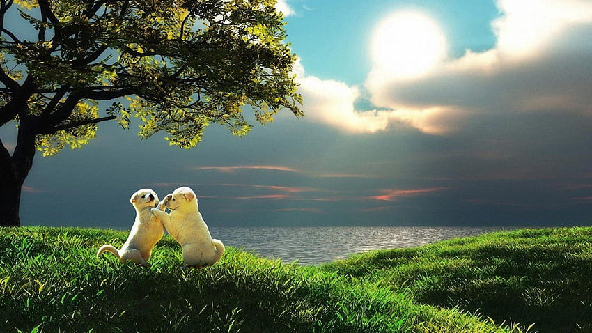 1920x1080 puppy, couple, sunset, nature, play, background full 1920x1080 HD wallpaper