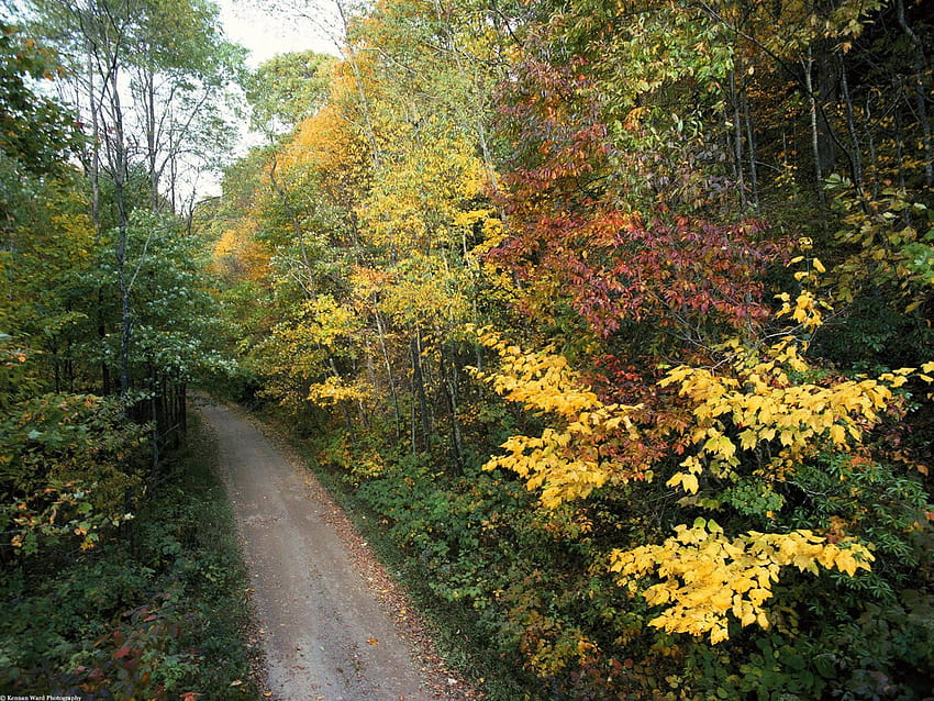 Autumn Roadway Smoky Mountains National Park Tennessee, smoky mountains autumn HD wallpaper