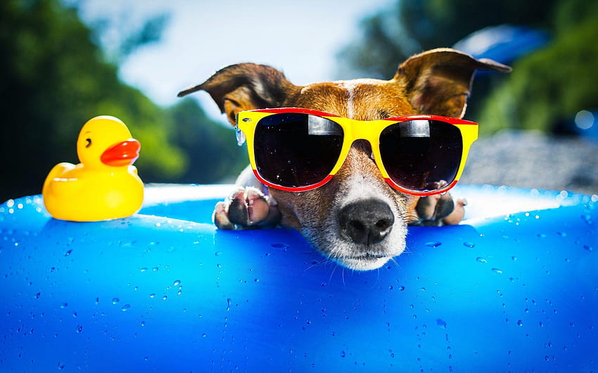 Pin on Dogs, cats and other critters with glasses, dog sunglasses HD wallpaper
