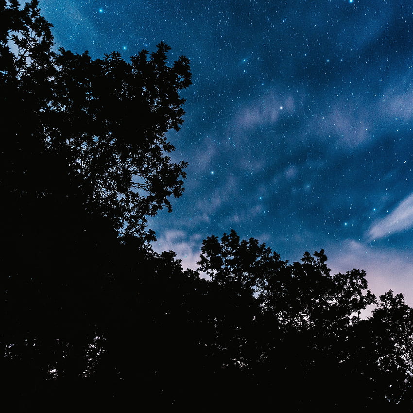 3000x3000 Stars, Night, Trees, Clouds, Bottom View, trees forest bottom view HD phone wallpaper