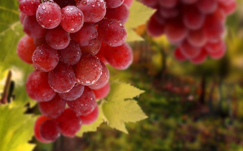 Raisins feuilles grappe gouttes vigne de fruits, vigne de raisin Fond d'écran HD