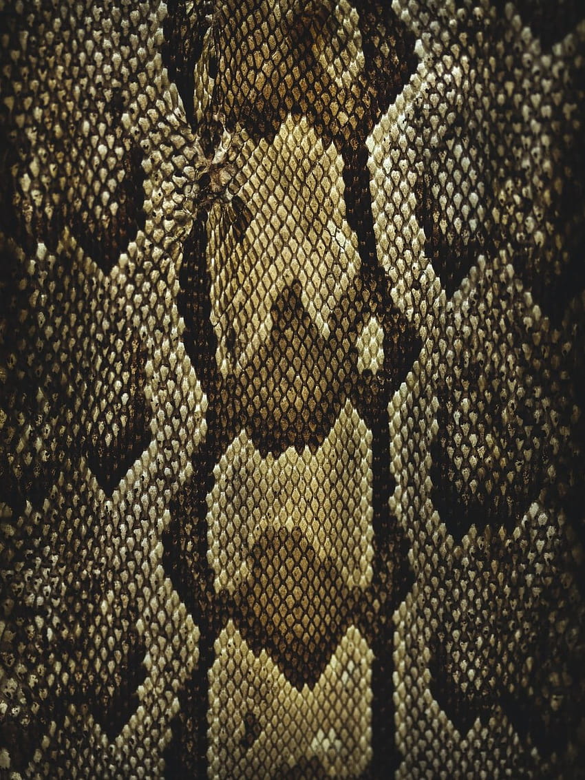 Snake Skin, snakeskin HD phone wallpaper | Pxfuel