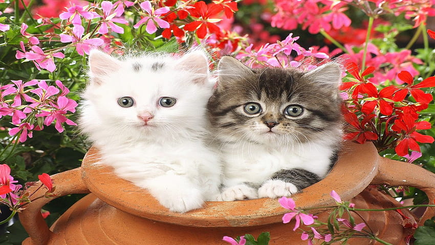 Most Beautiful Cats For Cat Lovers HD wallpaper