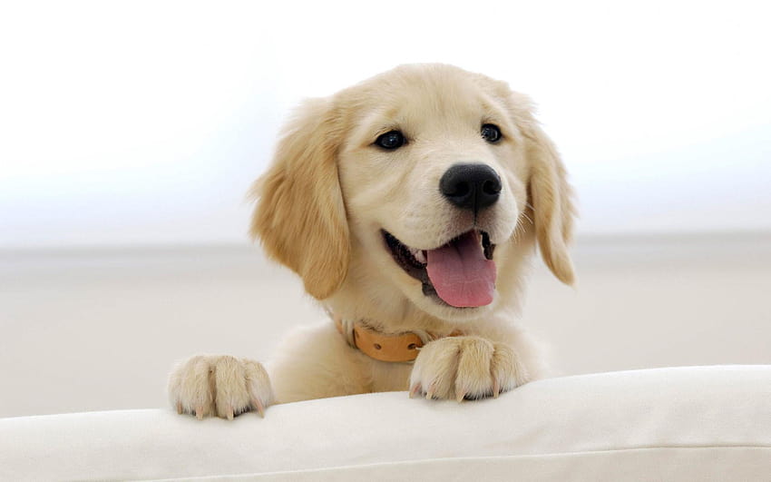 Anak Anjing Golden Retriever yang lucu, bayi golden retriever Wallpaper HD