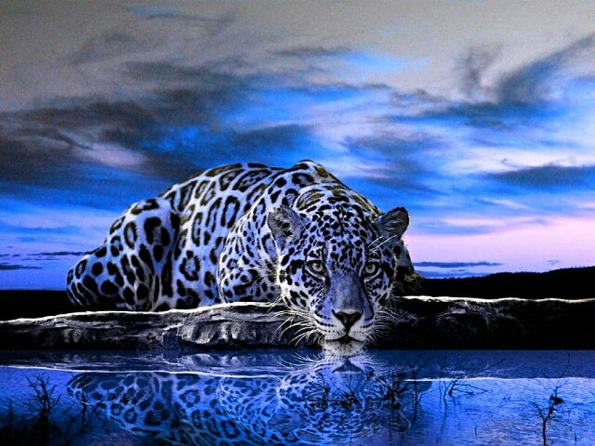 Jaguar Cat, jaguar animal HD wallpaper | Pxfuel