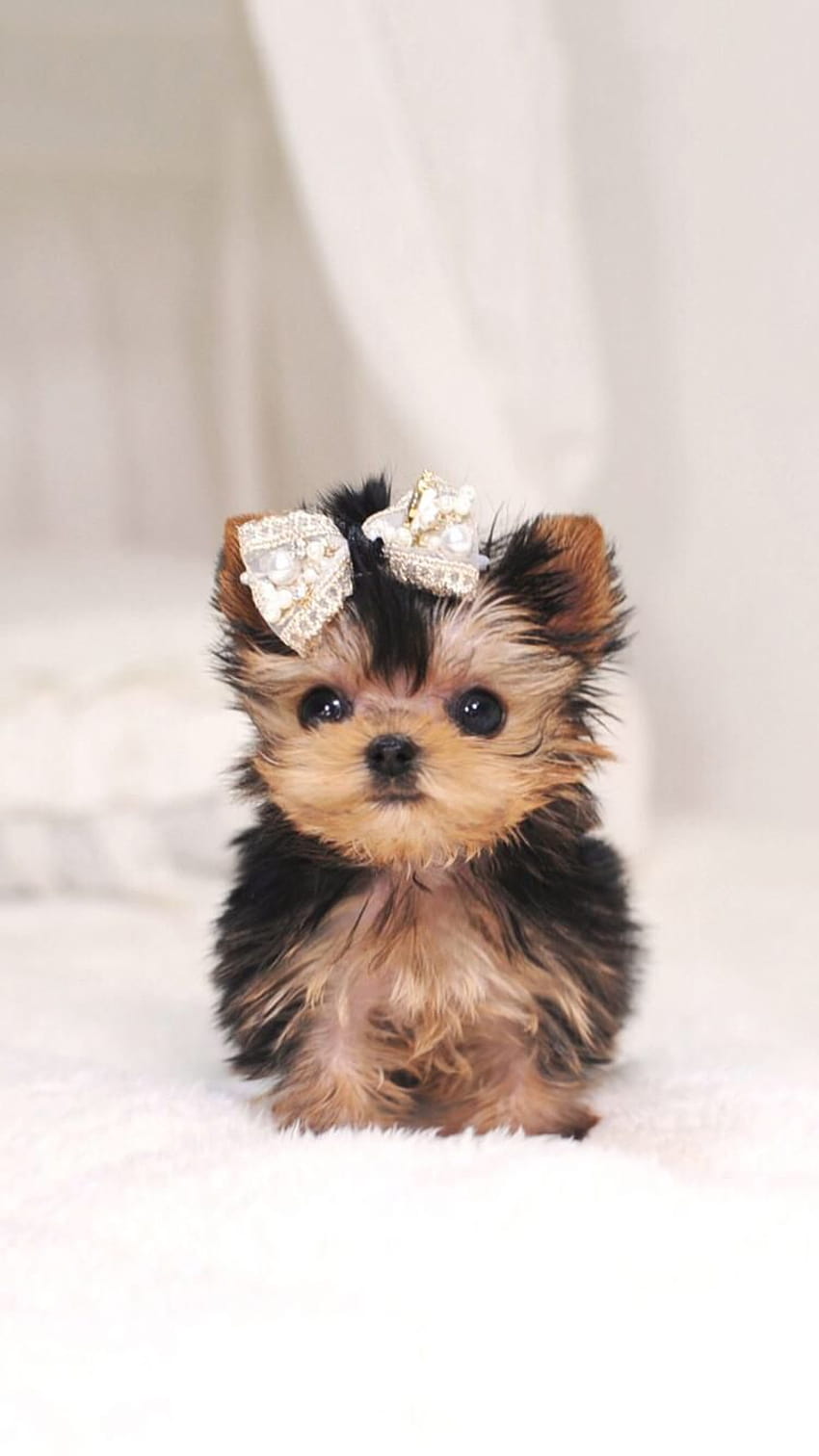 걸리에서 에드. http://itunes.apple/app/id1108375300. 수천 개의 소녀스러운 월페이퍼…, 소녀스러운 귀여운 애완 동물 HD 전화 배경 화면