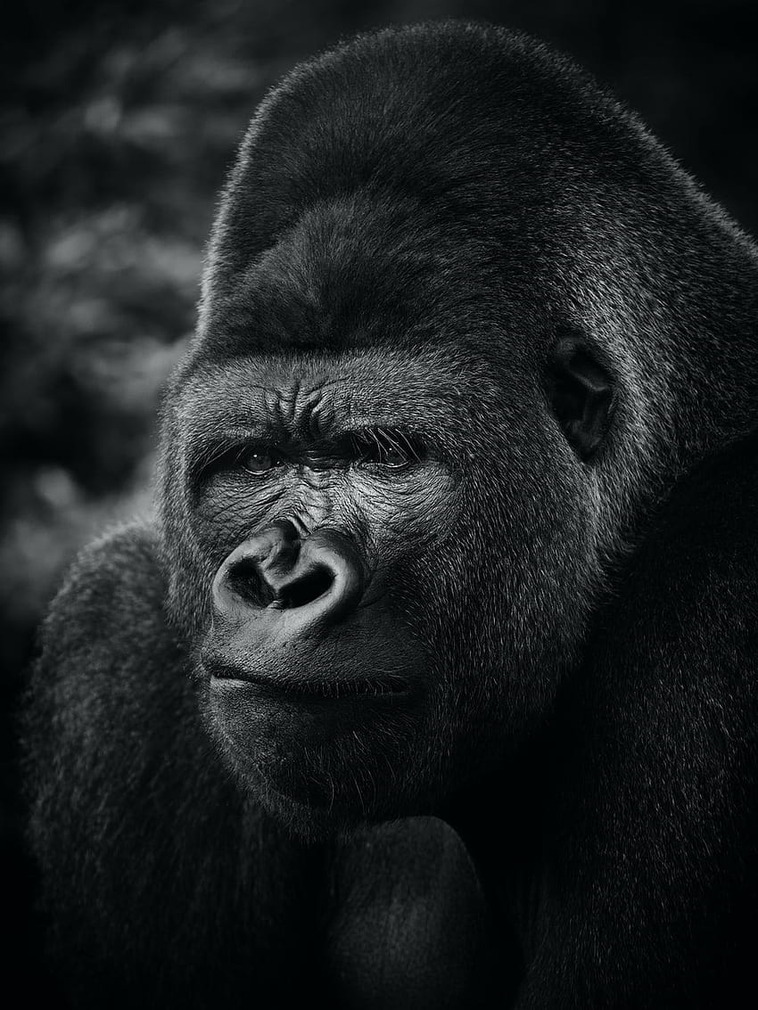 Apes, angry gorilla HD phone wallpaper