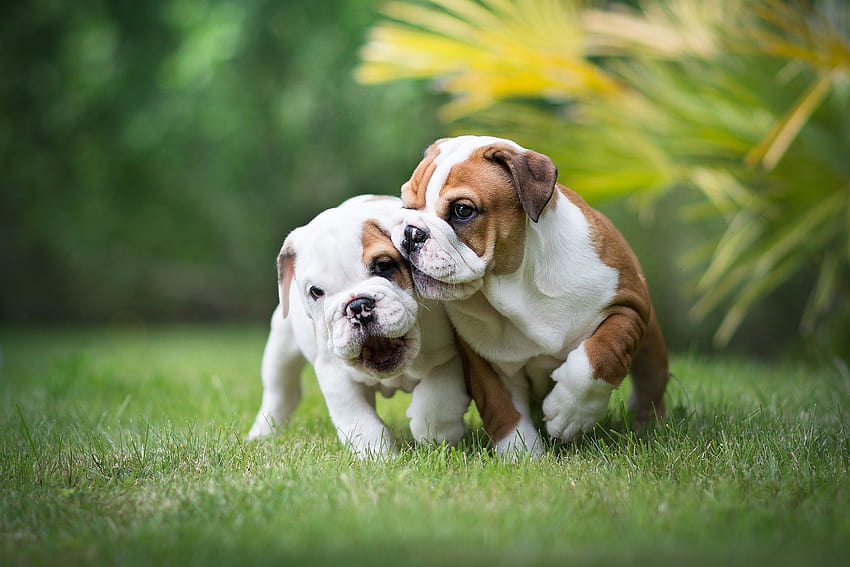 funny english bulldog puppies