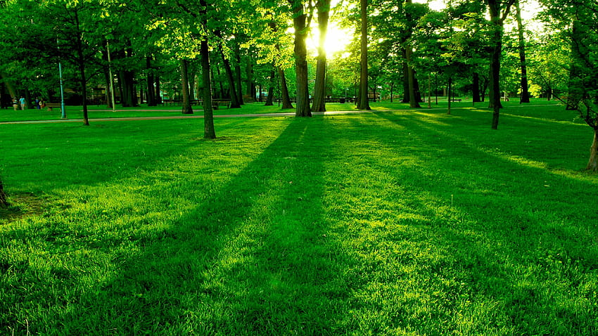 4 หญ้าสีเขียวพิเศษ วอลล์เปเปอร์ HD