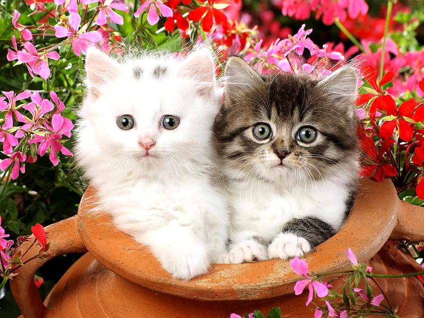 Two Kittens, cat with flower HD wallpaper