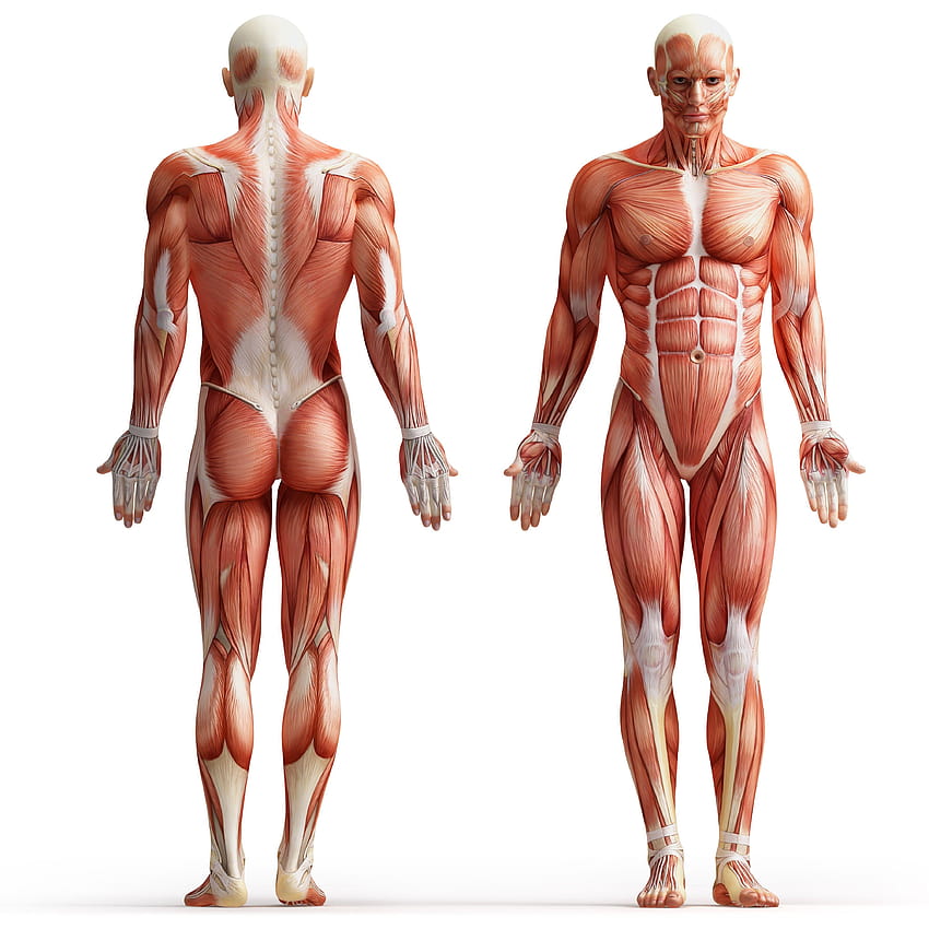 corpo, musculoso, corpo humano, fundo branco :: Papel de parede de celular HD