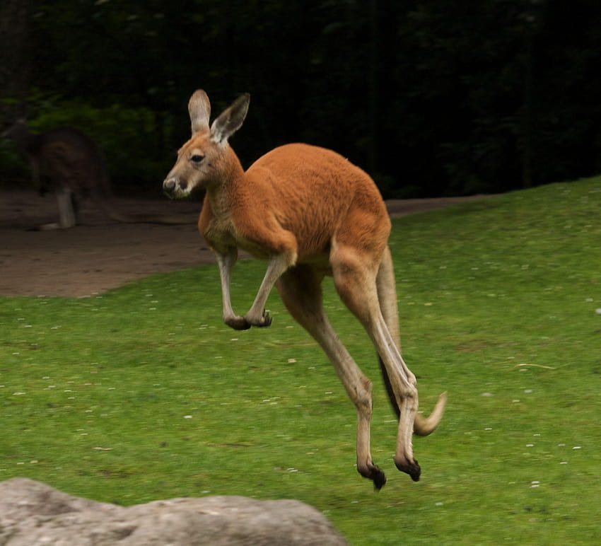 Kangur, wysokiej jakości tła kangura i kangury Tapeta HD