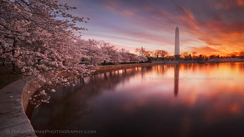 Fiore di ciliegio di Washington DC, molla di Washington DC Sfondo HD