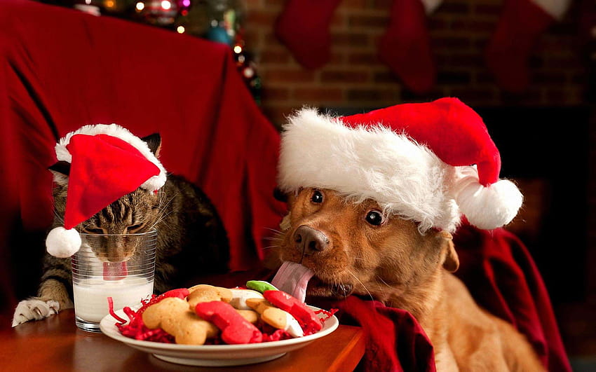 Funny Christmas Dogs 3 Data, animal christmas HD wallpaper | Pxfuel
