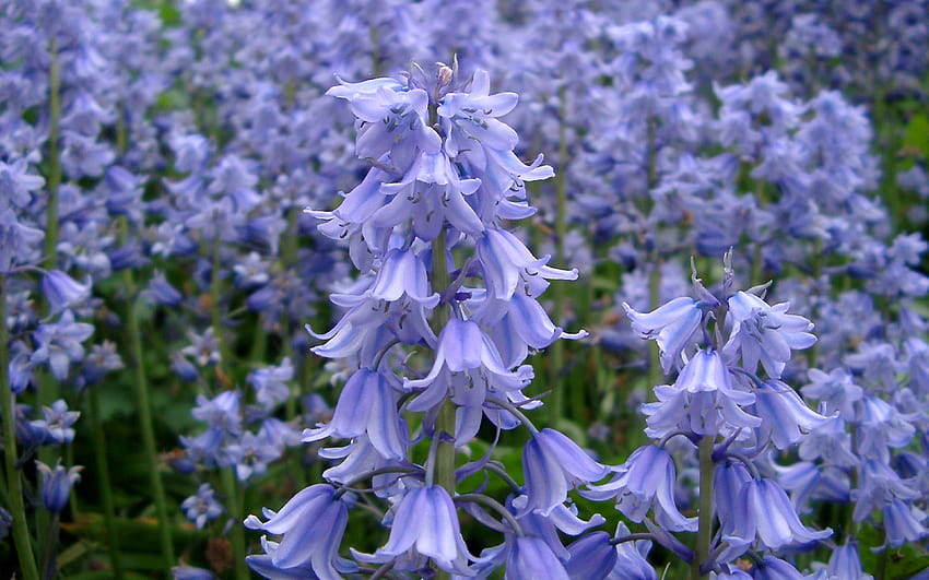 블루 벨 꽃 보라색 종 봄 야생 숲 꽃, 벨 꽃 HD 월페이퍼