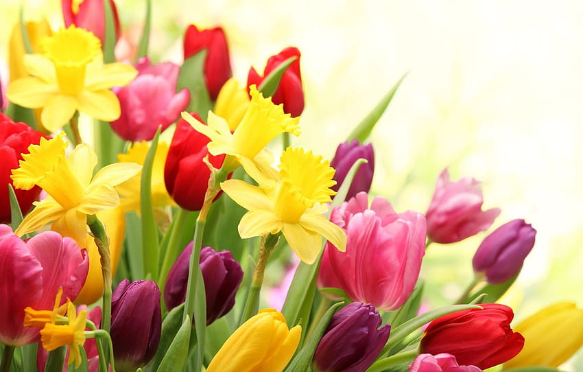 Blumen, Frühling, Tulpen, Blüte, Narzissen , Abschnitt цветы, Narzissen Frühling HD-Hintergrundbild