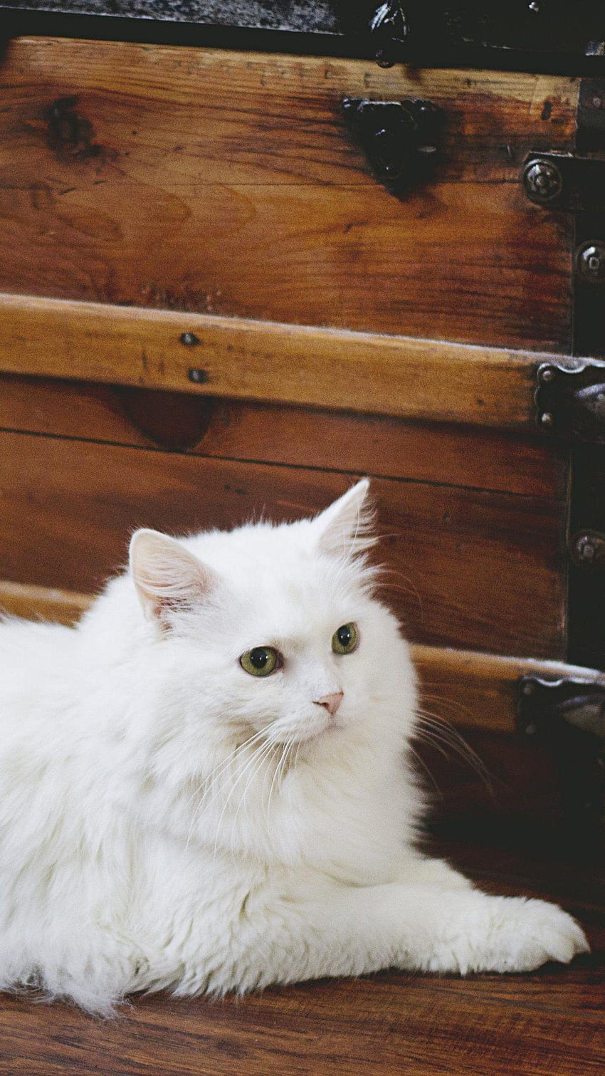 Elegant White Fluffy Cat, fluffy cats HD phone wallpaper