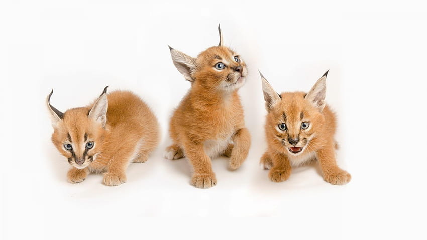 White backgrounds caracal baby animals HD wallpaper
