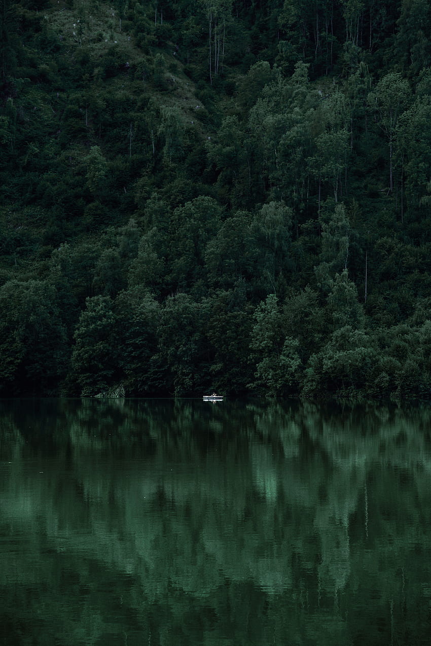 By Elif koyuturk, nature dark green aesthetic HD phone wallpaper