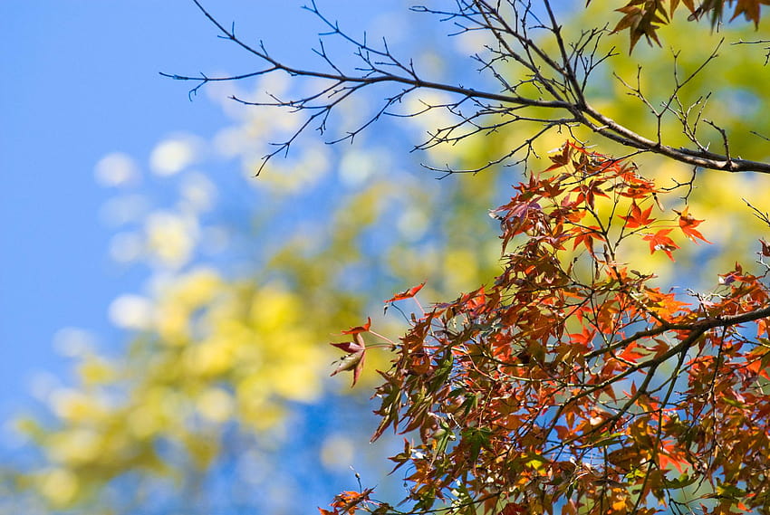 Blog Jeffrey Friedl » Bonanza of Fall, kekaguman musim gugur Wallpaper HD