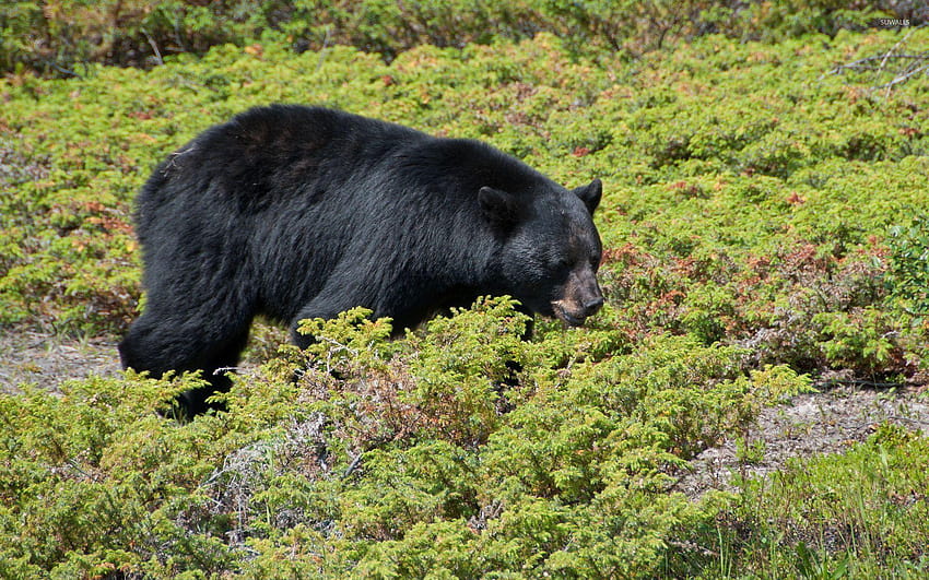 Beruang hitam berjalan melalui tanaman hijau kecil, beruang sloth Wallpaper HD
