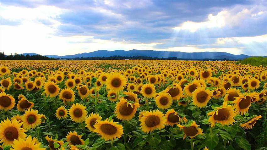 awan bunga matahari estetika Wallpaper HD