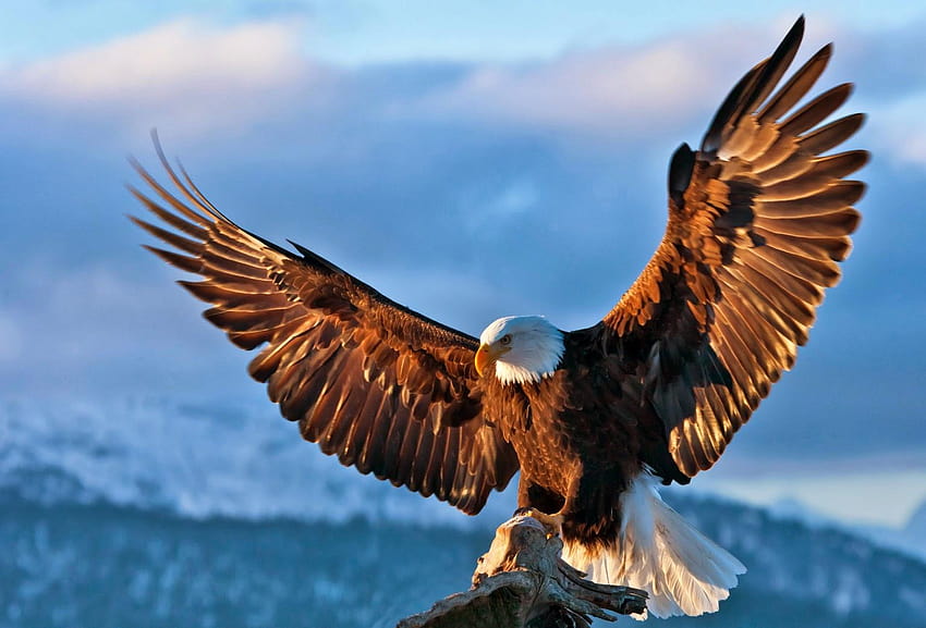 3 Eagle, flying eagle HD wallpaper