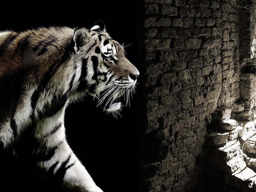 Tiger, Ziegelmauer, Wilde Tiere, Tiere HD-Hintergrundbild