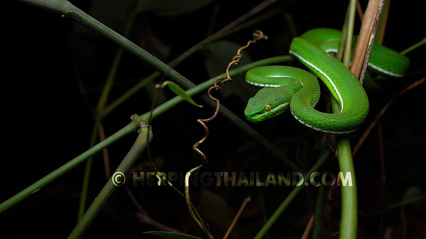 Trimeresurus albolabris – White, white lipped pit viper snake tree HD wallpaper