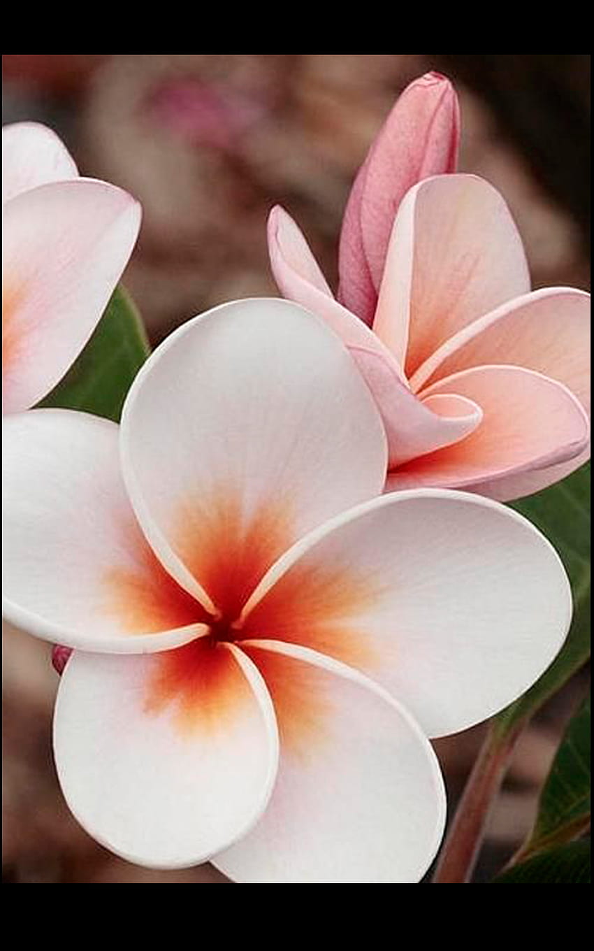 Champa, Nikaragua ve Laos'un Ulusal Çiçeğidir. HD telefon duvar kağıdı