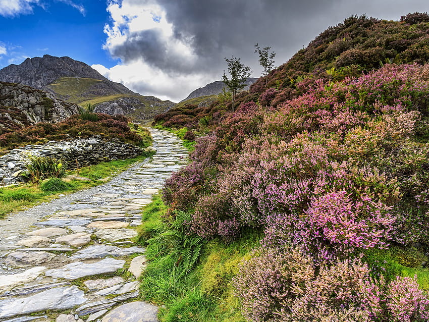 Snowdonia Ulusal Parkı Galler Conwy Birleşik Krallık Heather Çiçek Taş Yol Dağ Manzarası Doğa PC Tablet ve Cep Telefonu İçin : 13 HD duvar kağıdı