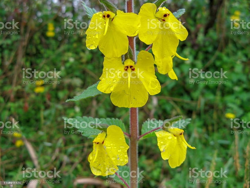 ดอกช้างเป็นดอกไม้ป่าสีเหลือง วอลล์เปเปอร์ HD