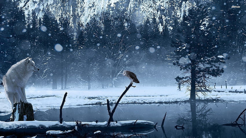 White wolf staring at an owl ...pinterest, winter owls HD wallpaper