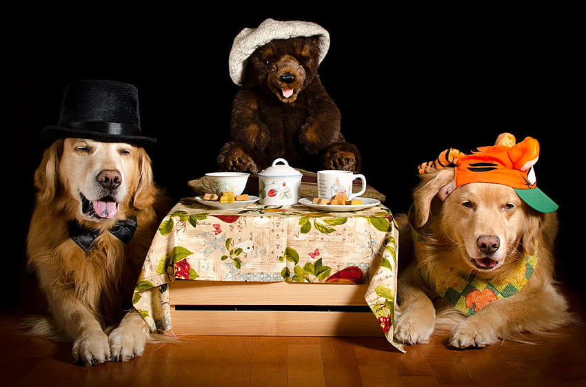 Retriever Dogs 2 Hat Teddy bear Cup animal Black, animals thanksgiving HD wallpaper