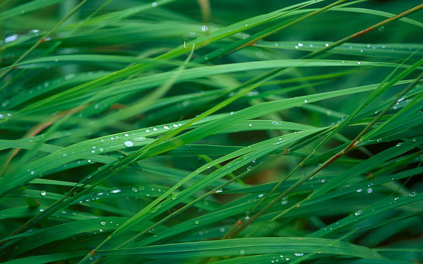 Green Grass Blades Backgrounds Pixel [2560x1600] for your , Mobile & Tablet HD wallpaper