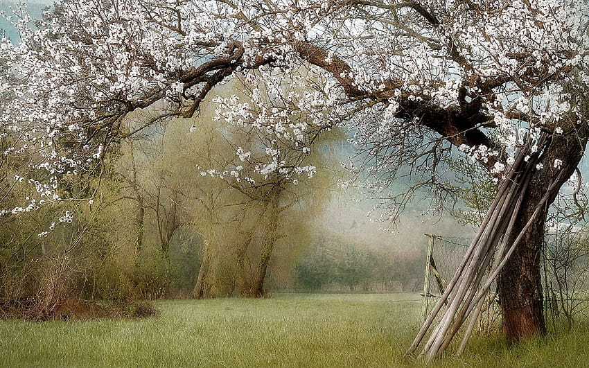 Nature, garden, spring, trees, white flowers 1920x1200, spring nostalgic HD wallpaper